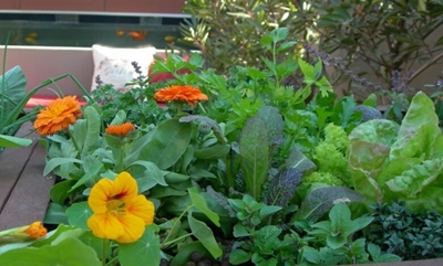 Cold proof your winter veggies and flowers