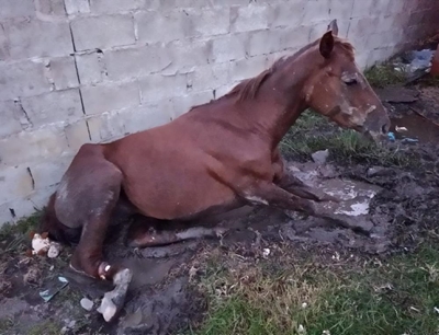 Horse's hind legs nearly hacked off