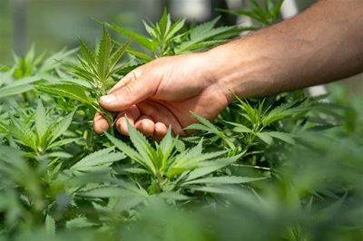 Over one thousand permits issued for hemp cultivation