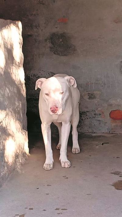 Animals at Graws need your help