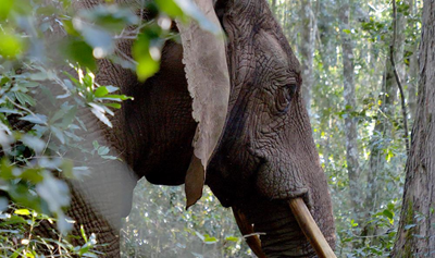 More elephants for the Knysna forest?