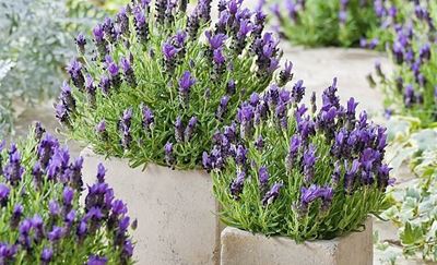 Herbs for the heart