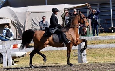 No horsing around