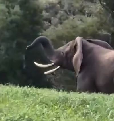 Rare sighting: Oupoot spotted in Karatara