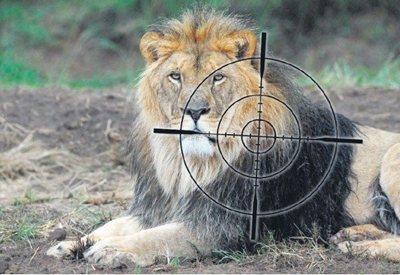 Edna Molewa is ‘misleading’ SA about canned lion hunting