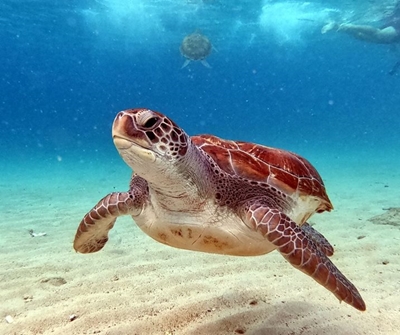 Two Oceans Foundation returns 69 rehabilitated sea turtles to the ocean