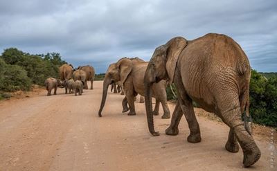 The coast with the most: Eastern Cape tourism's wildlife renaissance