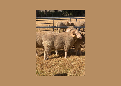 Stolen merino sheep recovered