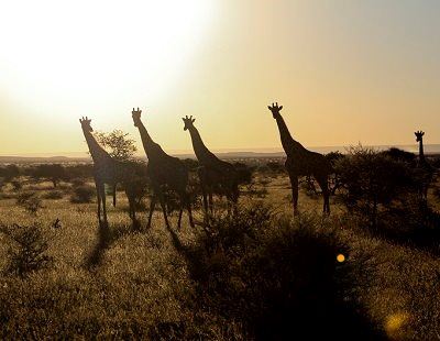 SANParks announces Adjusted Alert Level 4 changes