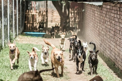 ODIN's kennels at risk of demolition, dogs need foster homes 