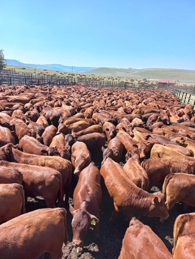 Bobaasbeesboer van Groenvlei deel sy kennis