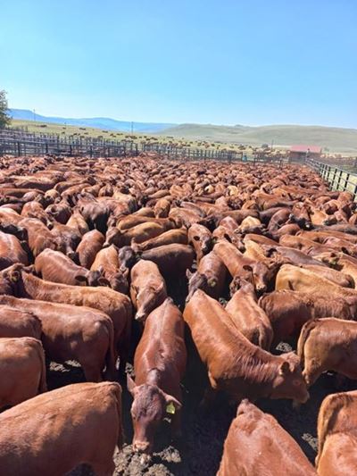 Bobaasbeesboer van Groenvlei deel sy kennis