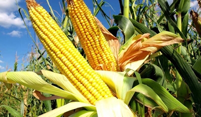 Maize harvest prospects unchanged but wheat better than expected