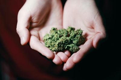 Calls for end to unlawful arrests of cannabis users
