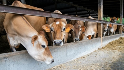 Suspected foot-and-mouth disease case in George