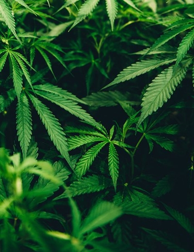 ‘High time’ for better informed, more balanced view of cannabis