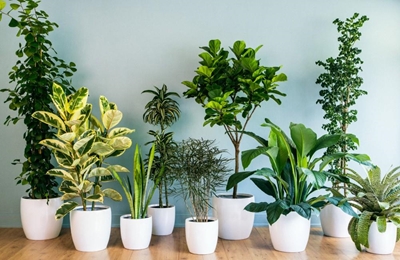 How to detox your home