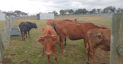 Cattle stolen from Garden Route SPCA: Urgent appeal for information