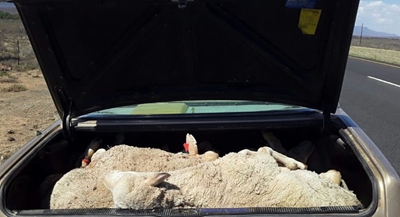 Nephew and uncle in court for sheep theft 