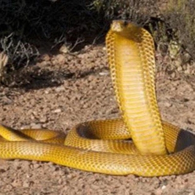 All about the Cape cobra