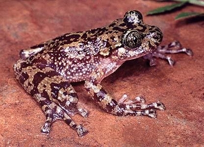 Saving the Ghost Frog