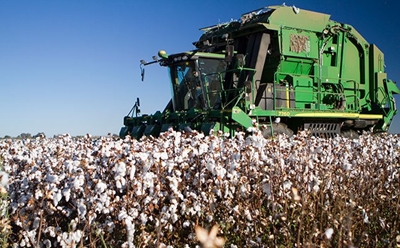 SA sugar cane growers welcome cotton as a rotational crop