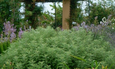 Herbs for winter health