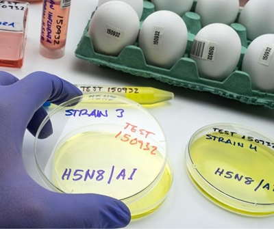 Bird Flu outbreak shows how important insurance is 