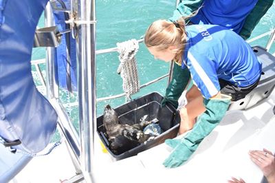 Seal pups released after being examined