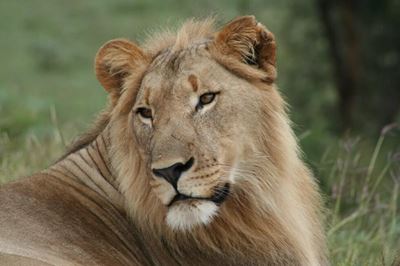 Lions return to the plains of Camdeboo