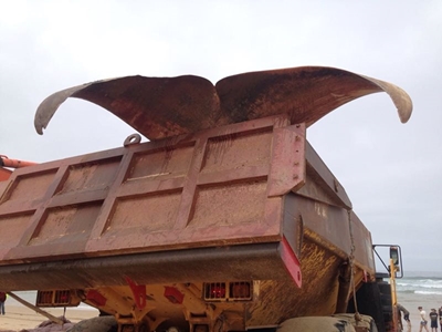 Whale carcass being removed