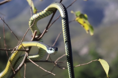What to do when a snake bites your dog 