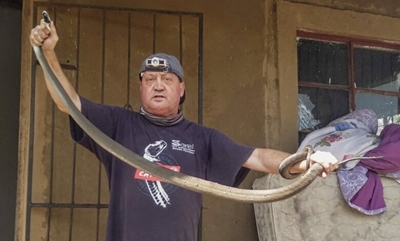 Snake catcher removes large black mamba from KZN home
