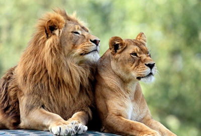 SA to ban breeding lions in captivity for hunting