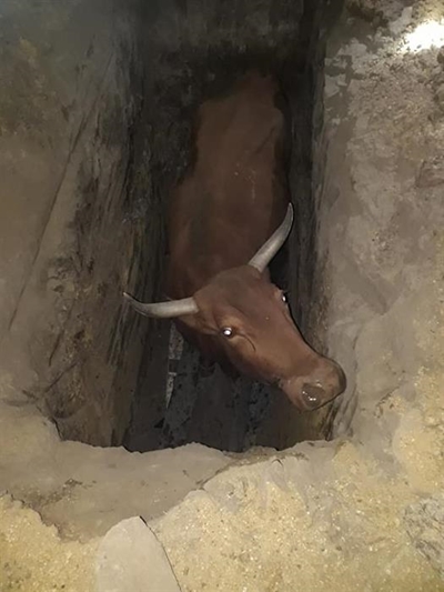 Grave experience for Thembalethu bull