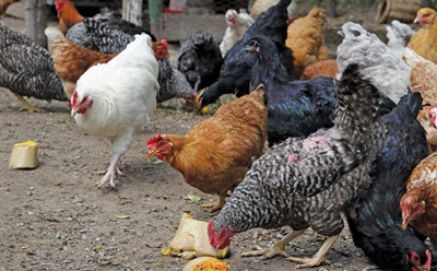 Free-range chickens: Part-time farmer’s success