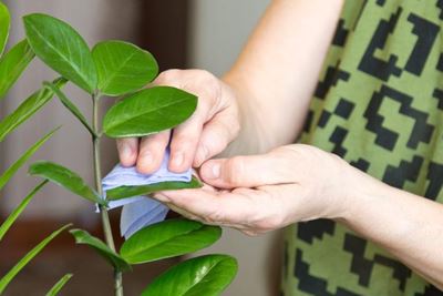 Hacks for healthy houseplants