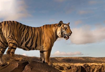 A Unique Encounters with Tigers in the Karoo