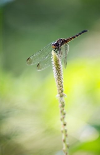 Insect numbers under threat