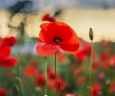 Reflecting on fallen heroes