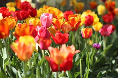 Show us your garden ahead of Garden Day