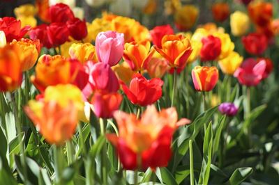 Show us your garden ahead of Garden Day