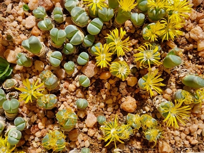 Toename in vetplantstropery 'n kommer vir CapeNature