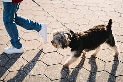 Dogs on beaches affect Blue Flag status