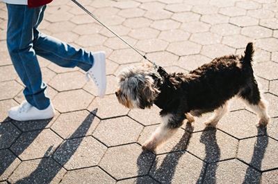 Dogs on beaches affect Blue Flag status