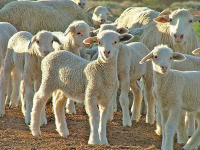 Municipal warning about farm animals in town