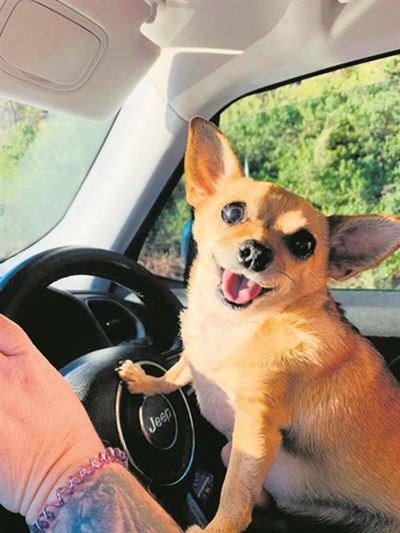 Land of Milk and Honey mourns two beloved animals