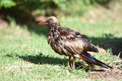 Gull covered in varnish rehabilitated