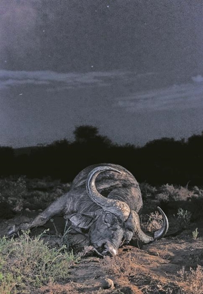 Buffel sneuwel op Park se teerpad
