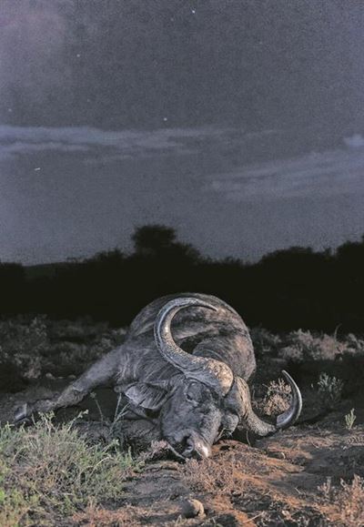 Buffel sneuwel op Park se teerpad